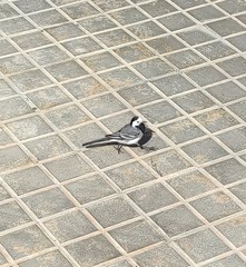 Motacilla alba