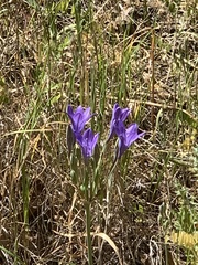 Brodiaea elegans