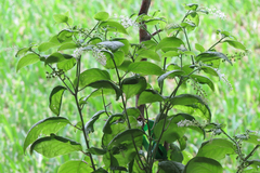 Frangula californica ursina