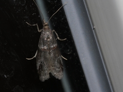 Acrobasis obliqua