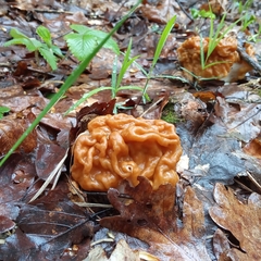 Gyromitra gigas