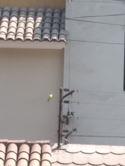 Melopsittacus undulatus domesticus