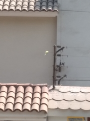 Melopsittacus undulatus domesticus