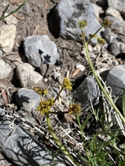 Lomatium graveolens alpinum