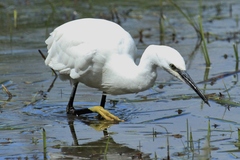 Egretta garzetta