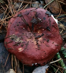 Russula californiensis