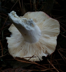 Russula californiensis