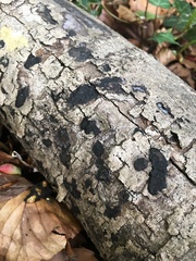 Biscogniauxia nummularia