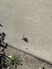 Sceloporus occidentalis