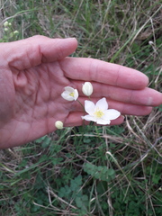 Thalictrum tuberosum