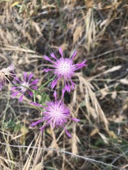 Centaurea diluta