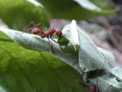 Atta cephalotes