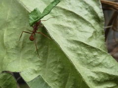 Atta cephalotes