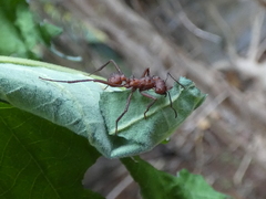 Atta cephalotes