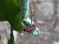 Atta cephalotes
