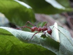 Atta cephalotes