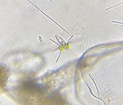 Staurastrum chaetoceras