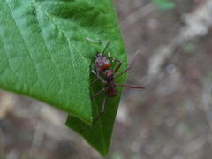 Atta cephalotes
