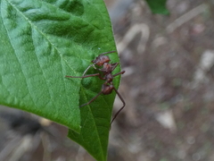 Atta cephalotes