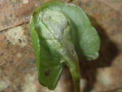 Urocystis ficariae