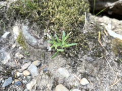 Microsteris gracilis