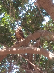 Parabuteo unicinctus