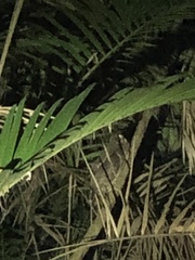 Strix virgata