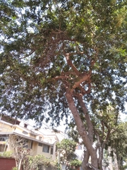 Parabuteo unicinctus