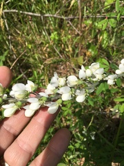 Baptisia albescens