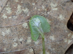 Urocystis ficariae