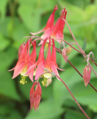 Aquilegia canadensis
