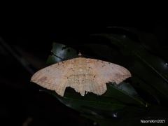 Hulodes donata
