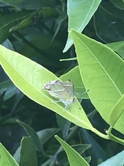 Chlorostrymon simaethis