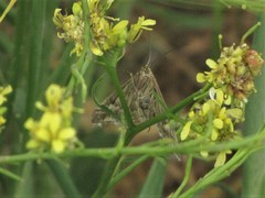Evergestis frumentalis
