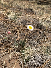 Erigeron tracyi