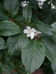 Prunus cerasifera