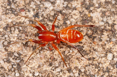 Castianeira gertschi