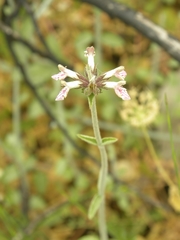Stachys distans
