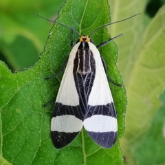 Pryteria alboatra