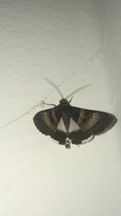 Melipotis nigrobasis