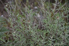 Centaurea hyssopifolia
