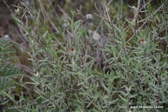Centaurea hyssopifolia
