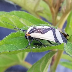 Pryteria alboatra