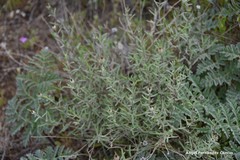 Centaurea hyssopifolia