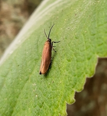 Urodidae