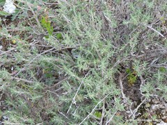 Centaurea hyssopifolia