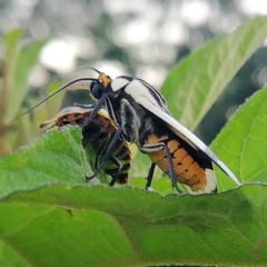Pryteria alboatra