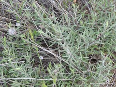 Centaurea hyssopifolia