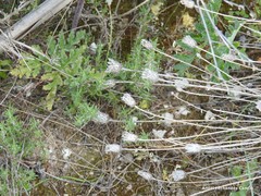 Centaurea hyssopifolia