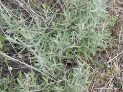 Centaurea hyssopifolia